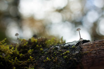 small mushrooms growing on a fallen tree