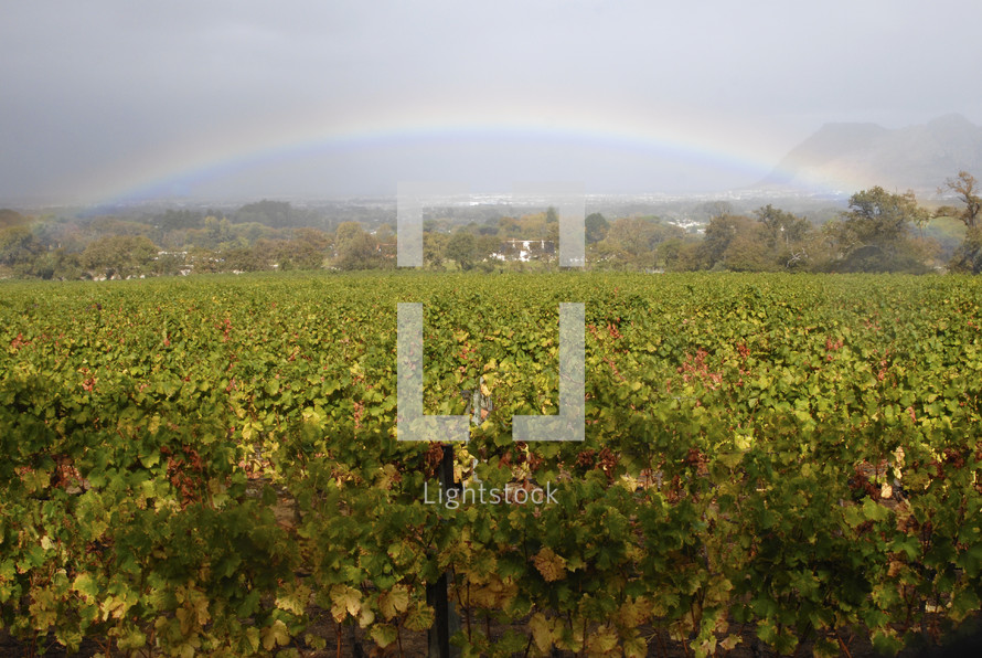 Rainbow over field of grape vines