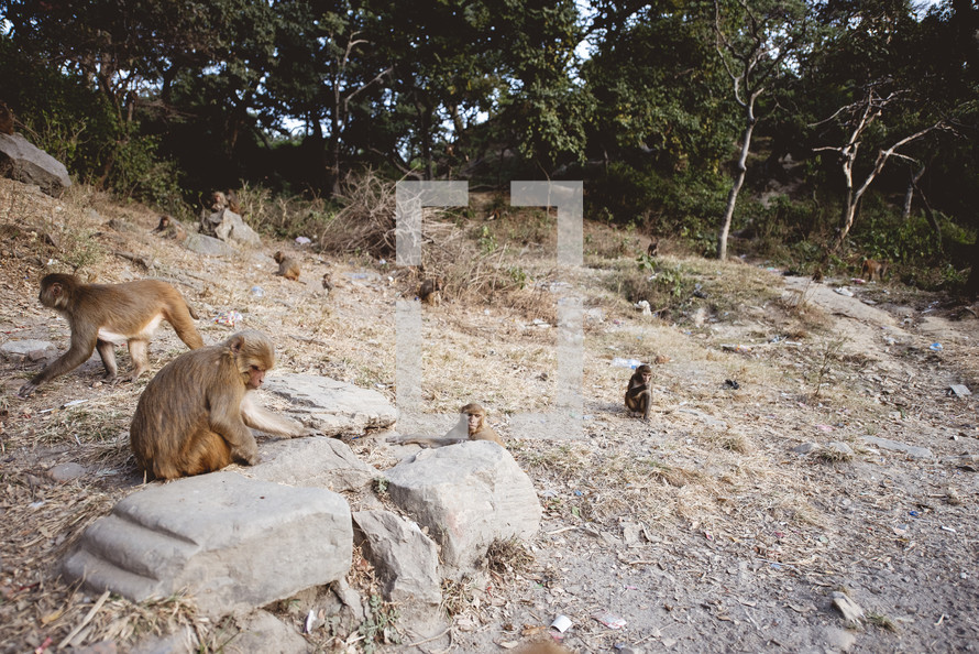 monkeys in Thailand 