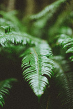 closeup of fern leaves 