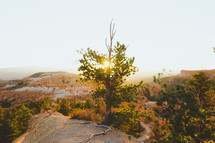 sunlight behind a tree growing on a mountaintop 