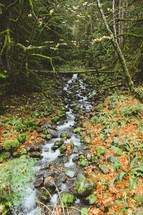 a trickling brook in a forest 