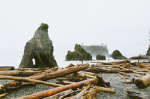 trees and driftwood washed onto a shore 
