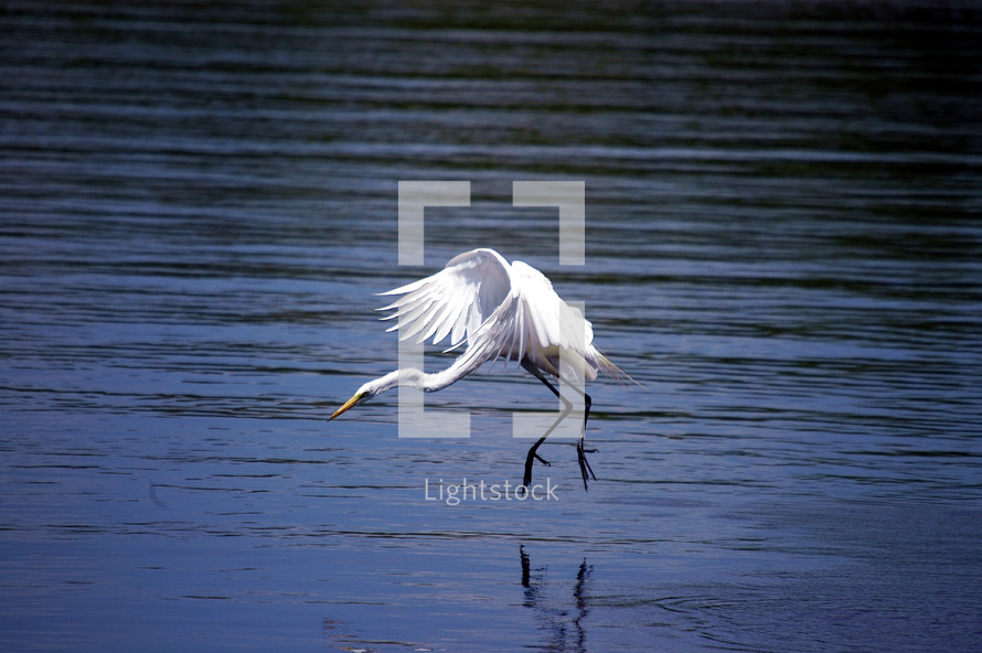 A big white Egret landing in the water. 