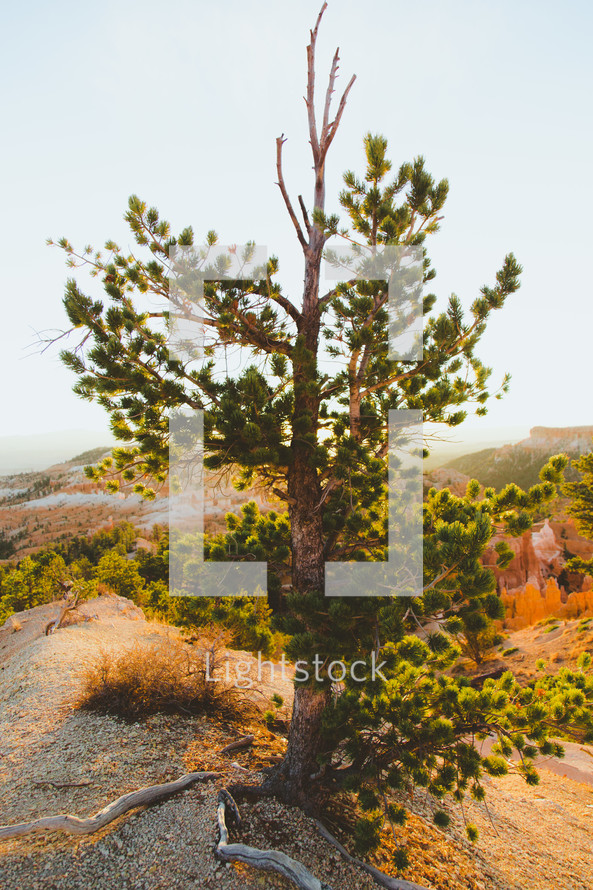 pine tree growing on a mountaintop with exposed roots 