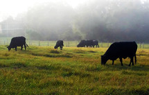 grazing cows in a foggy field 