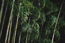 Bamboo tree branch