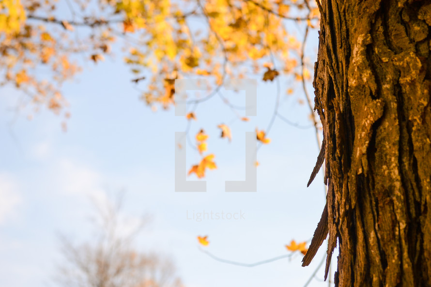 Autumn Tree Trunk with Yellow Leaves