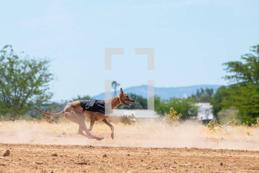 dog racing 