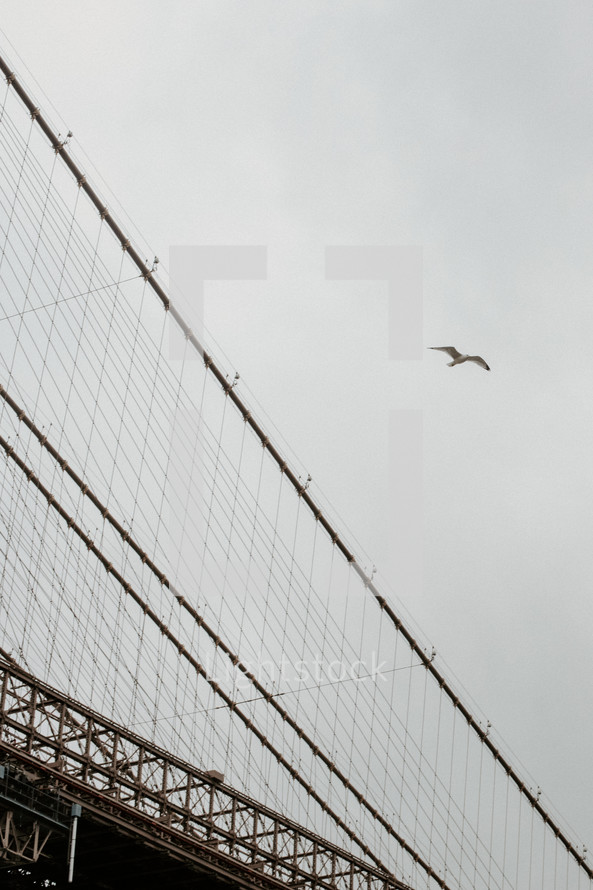 Seagull flying past Brooklyn Bridge on a cloudy day