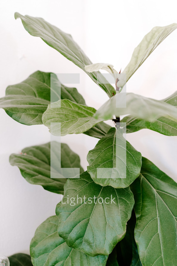 fiddle fig 