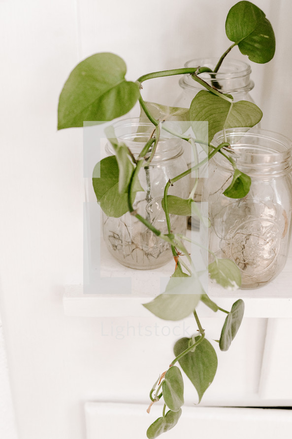 house plants in jars on a bookcase 