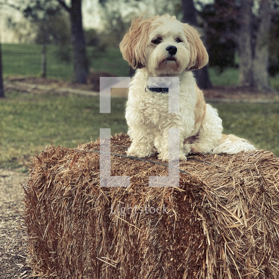 small dog resting on top of a hay bale 