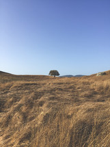 lone tree on the top of a hill 