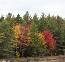 a few fall deciduous trees in a pine forest 