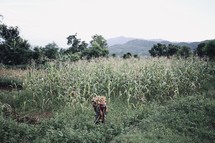 worker in a corn field 