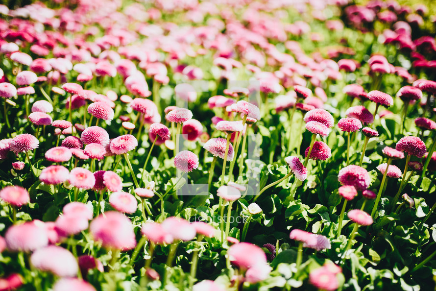 field of pink flowers 