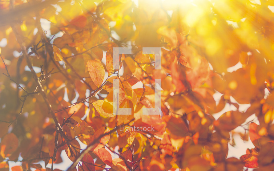 Autumn Leaves & Thanksgiving Season Background