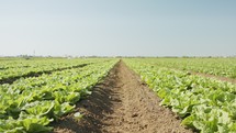 Lettuce plants in a large agricultural field, tracking shot
