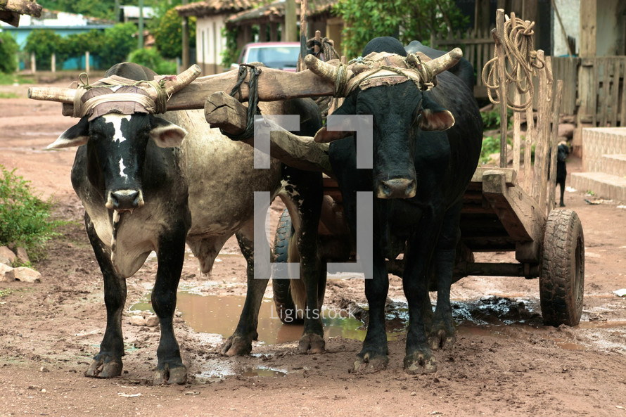 Cows pulling a cart down  a muddy street