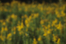 blurry yellow flowers 