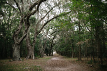spanish moss on southern trees 