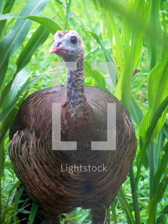 Female Turkey Portrait of a Turkey coming out of tall green grass and looking right into the camera.