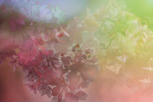 spring blossoms background 