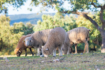 sheep in a pasture 