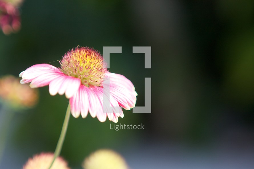 A pink and white flower.