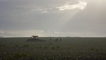 silhouette of farm workers during early morning broccoli harvest in a field