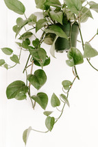 hanging house plant 