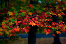 red and green fall leaves on a tree 
