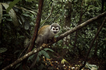 monkey in a jungle in Equador 