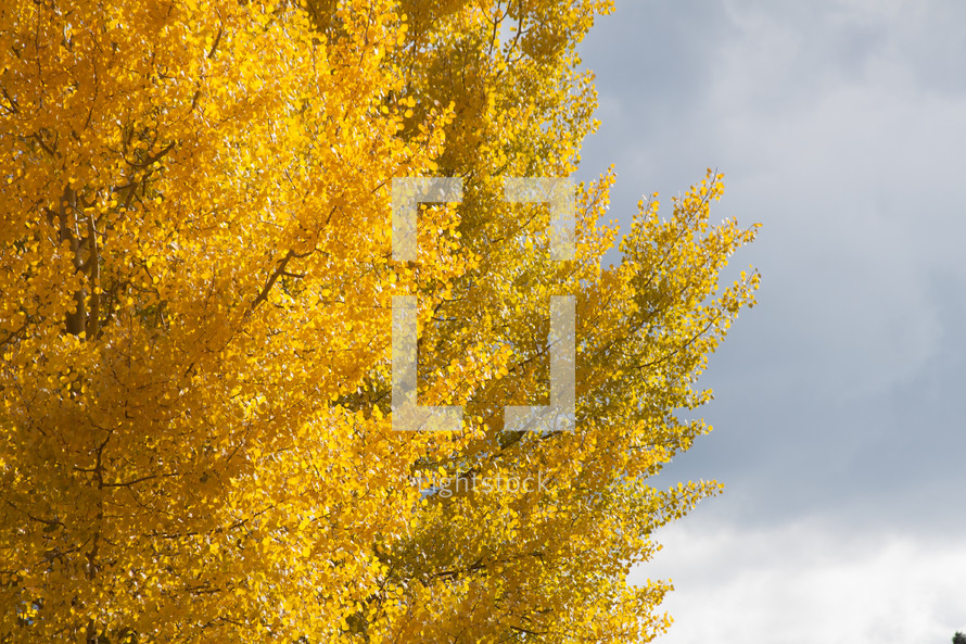 yellow leaves on fall trees 