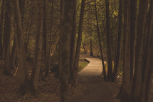 a wooden path through a forest 