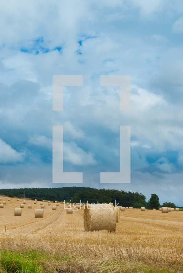 Barrels of hay in a field