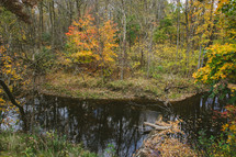 river in a forest in fall 