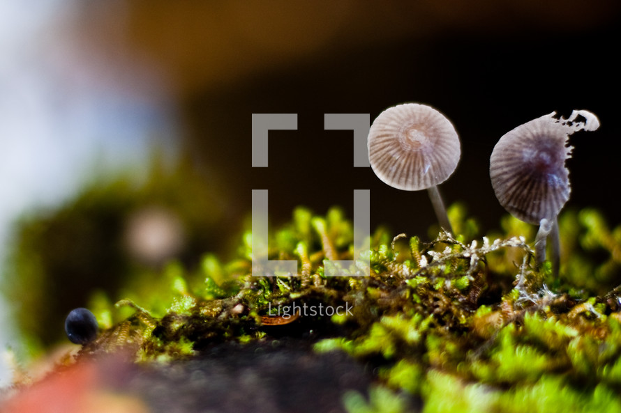 mushrooms and moss 