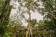 tree roots from temple ruins in Cambodia 