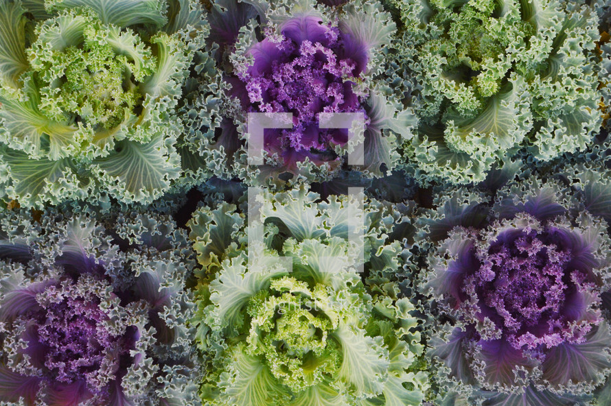 purple and green cabbage 