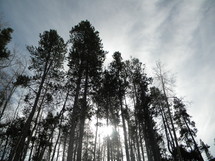 looking up at the trees of a pine forest