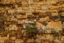flowers growing in a brick wall