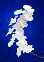 White orchid flowers on blue background
