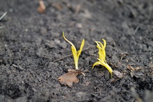 sprout in rich soil 