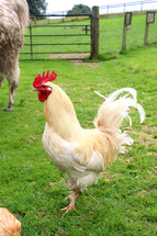 chicken on a farm 