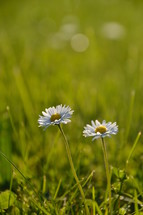 daisies on a meadow in evening backlight