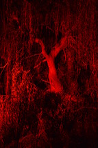 trees in glowing red light 