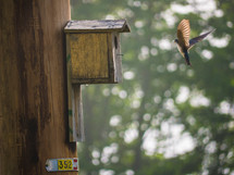 bird flying to a birdhouse 