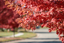 red leaves on a tree over a road 